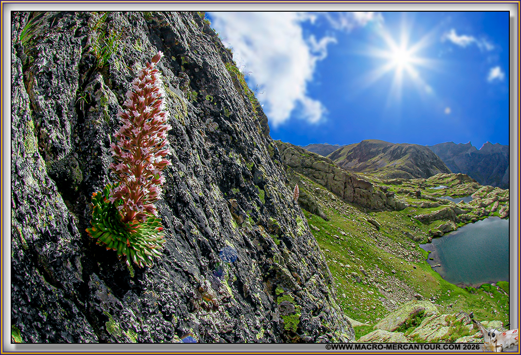 Saxifrage florulenta Moretti